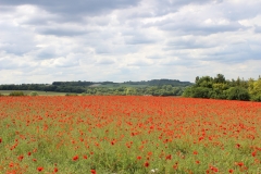 Poppies near Pegsdon 2020